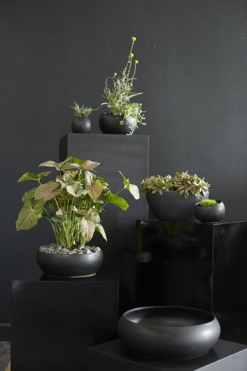 Simply Angled Bowl - Large